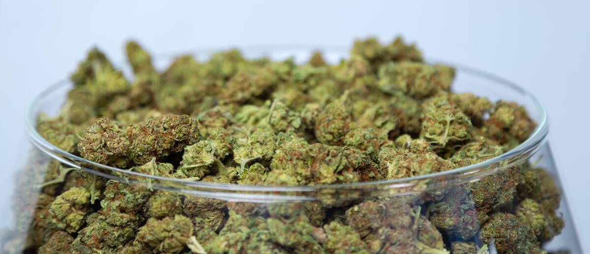 Nährstoffe für Cannabispflanzen: ein Leitfaden für Anfänger