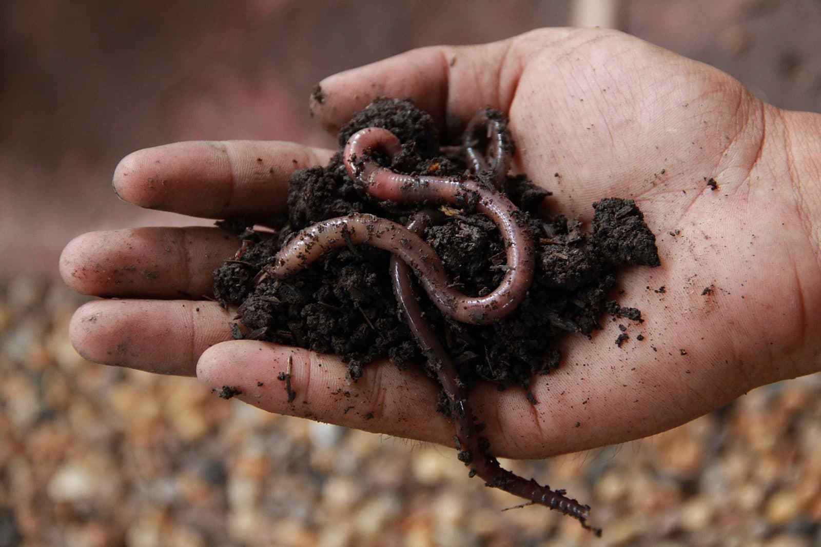 Schaffung eines florierenden Wurmkompostierungssystems: Wo man Regenwürmer kaufen kann