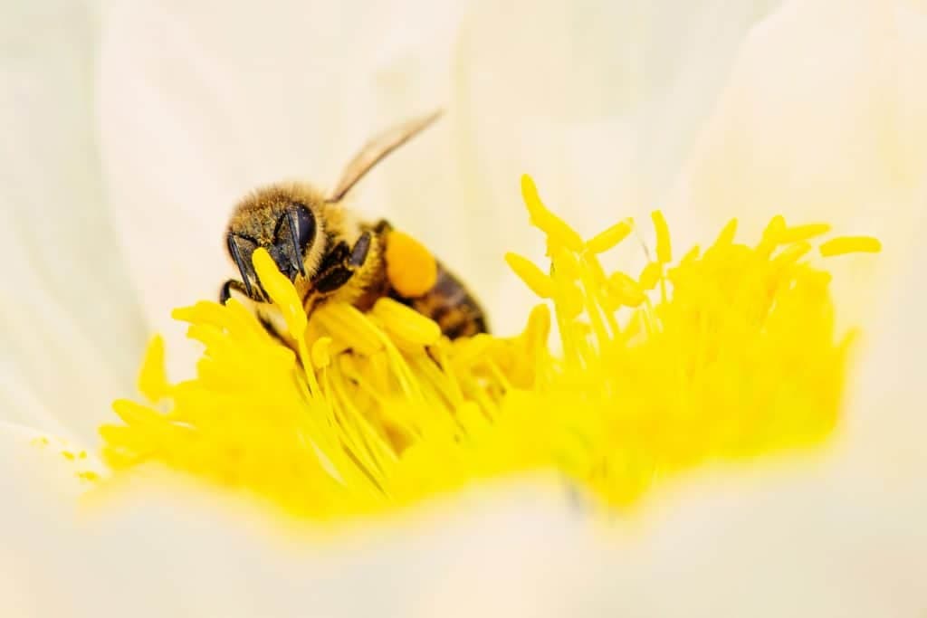 Die süße Illusion: Bienenpollen und der Wunsch nach verstärkten Brüsten