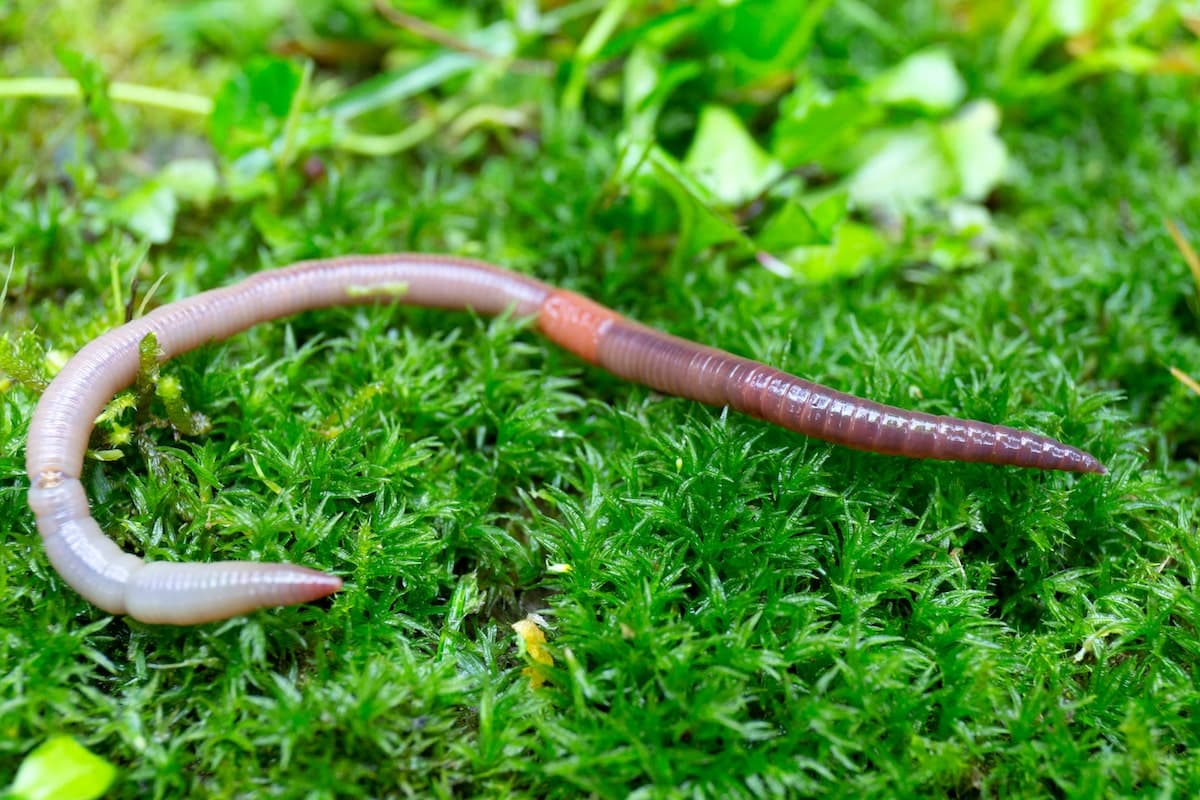 Bringen Sie Ihren Garten zum Wachsen: Kaufen Sie noch heute Regenwürmer online!
