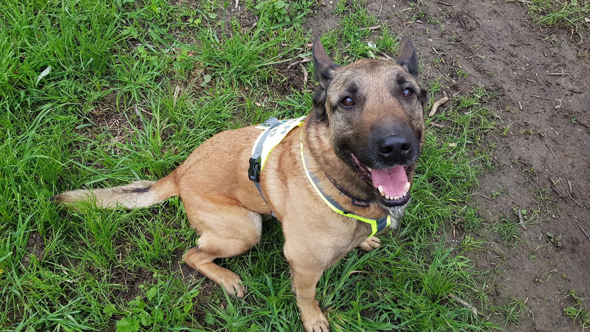 Hundezubehör für kaltes Wetter: Halten Sie Ihren pelzigen Freund warm und gemütlich