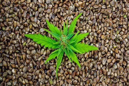 Kultivieren Sie Ihr Cannabis-Schicksal: Kaufen Sie hochwertige Samen für bemerkenswerte Ergebnisse