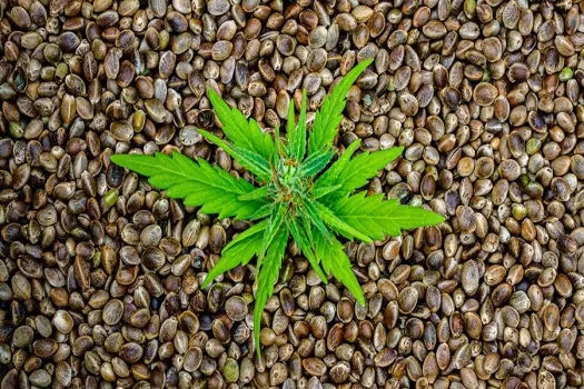Kultivieren Sie Ihr Cannabis-Schicksal: Kaufen Sie hochwertige Samen für bemerkenswerte Ergebnisse