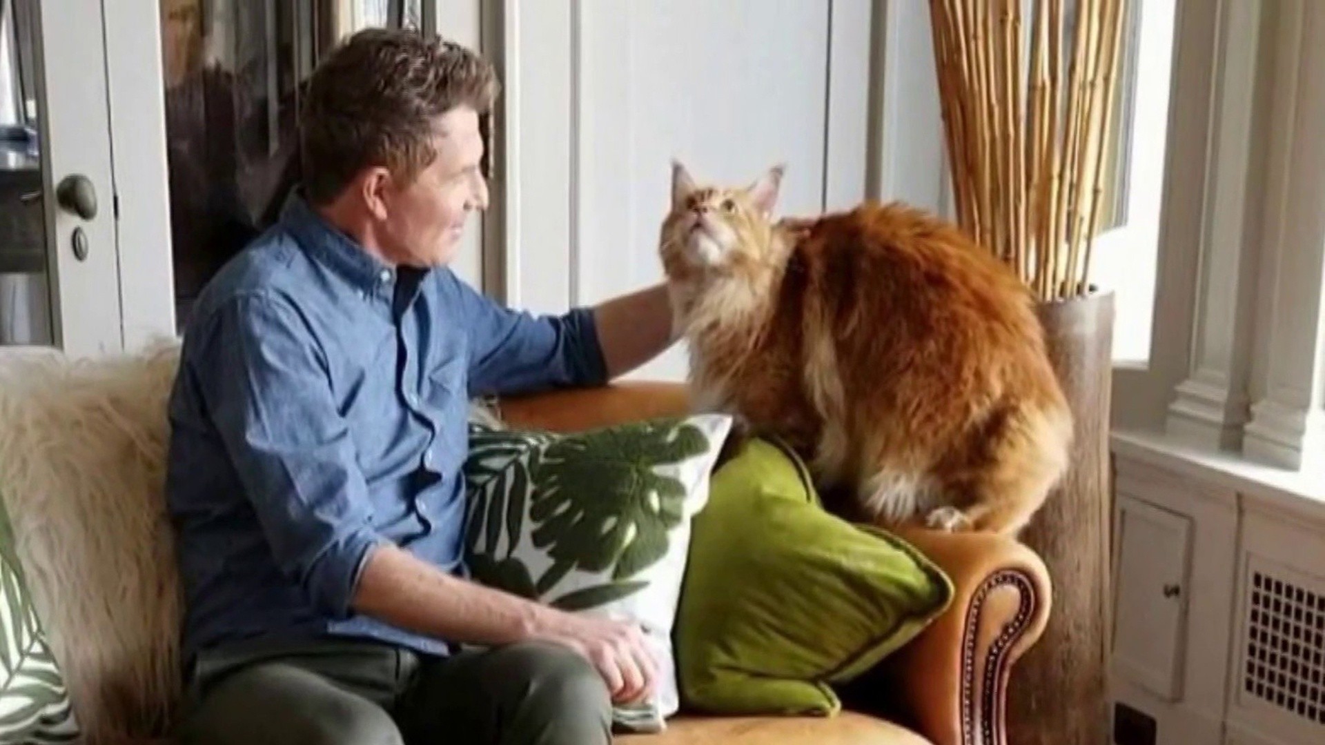 Made by Nacho Cat Food Review: Must-Know Facts for Owners