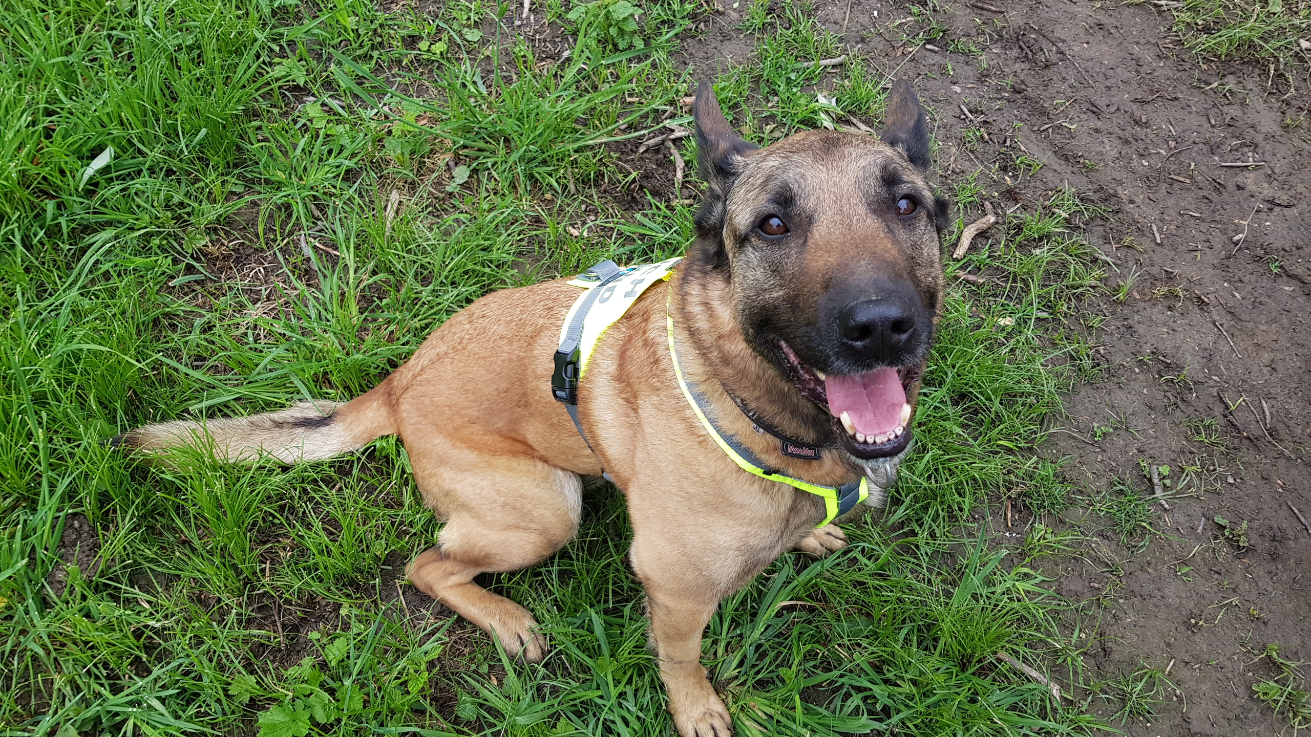 Hundezubehör für kaltes Wetter: Halten Sie Ihren pelzigen Freund warm und gemütlich