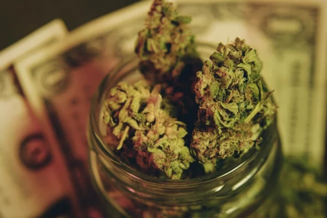 Nährstoffe für Cannabispflanzen: ein Leitfaden für Anfänger