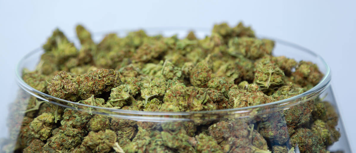 Nährstoffe für Cannabispflanzen: ein Leitfaden für Anfänger