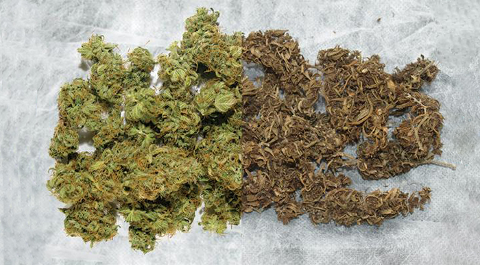 Cannapot präsentiert die besten Sinsemilla-Sorten für Weed-Fans