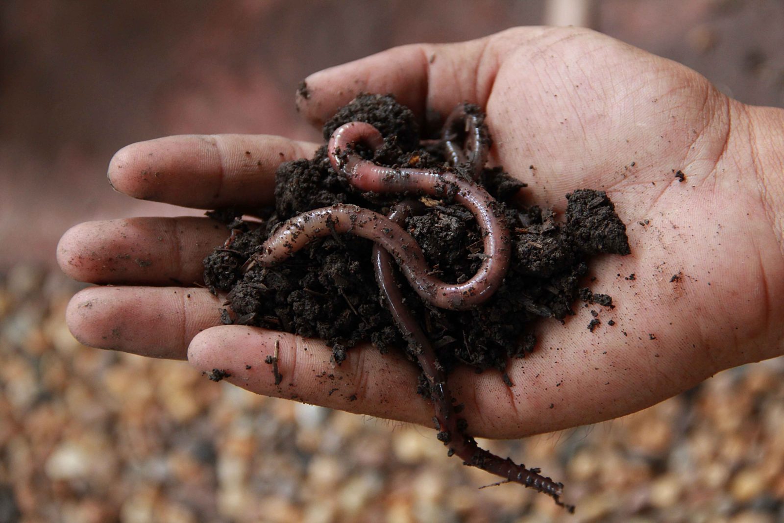 Schaffung eines florierenden Wurmkompostierungssystems: Wo man Regenwürmer kaufen kann