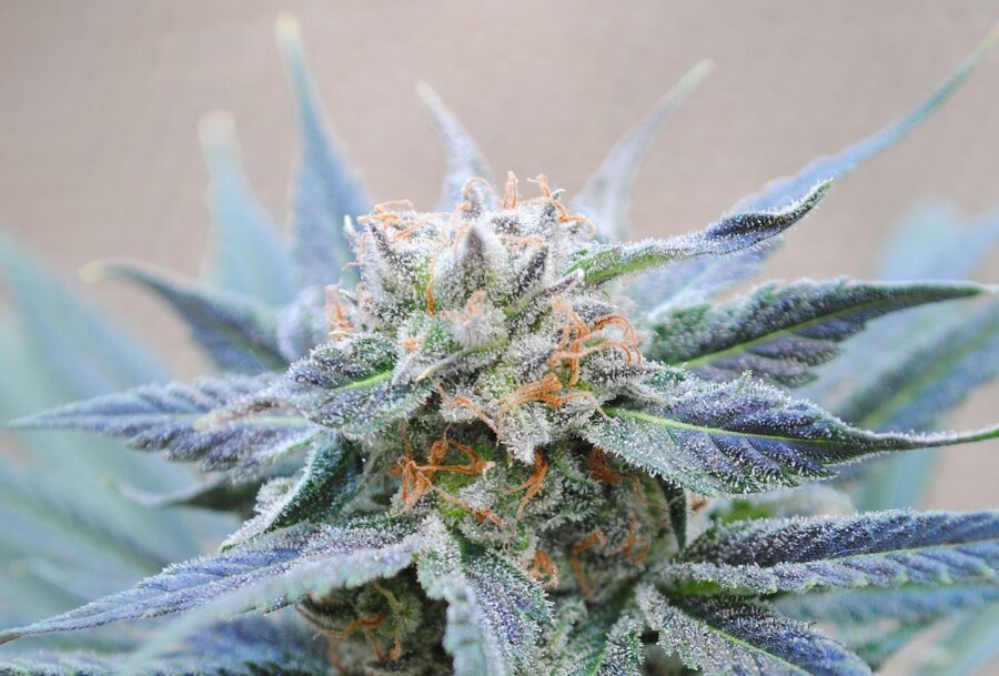 Unterschiedliche Extraktionsmethoden für Cannabis Samen Öle erkunden