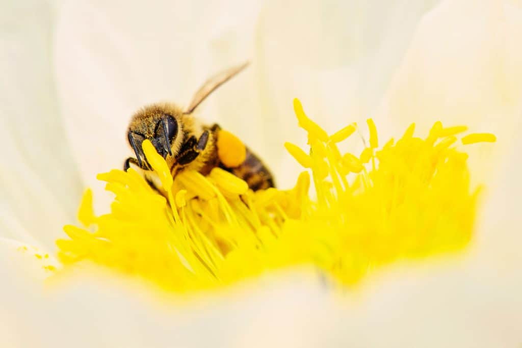 Die süße Illusion: Bienenpollen und der Wunsch nach verstärkten Brüsten