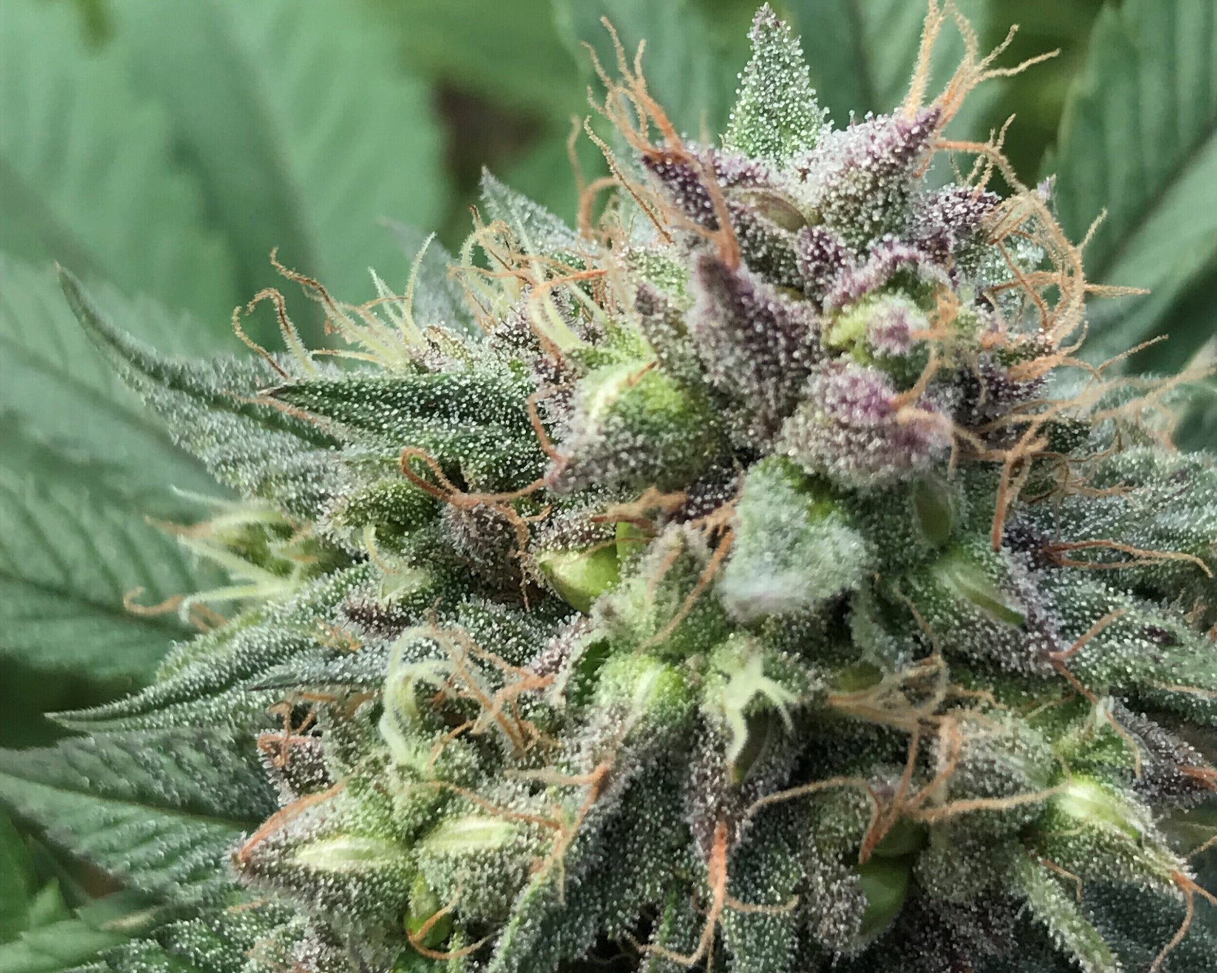Ist CBD in Deutschland legal? Alles, was du wissen musst