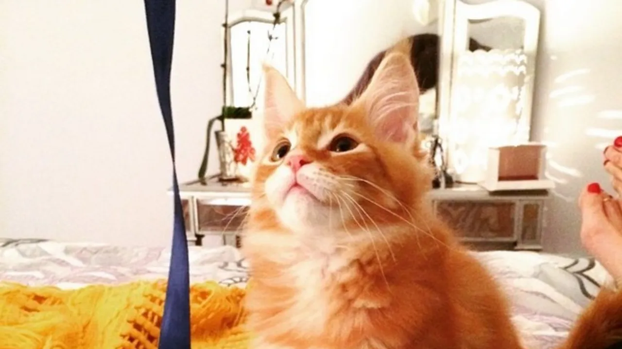 made by nacho cat food review
