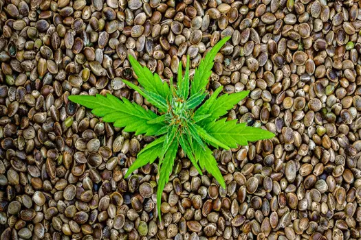 Kultivieren Sie Ihr Cannabis-Schicksal: Kaufen Sie hochwertige Samen für bemerkenswerte Ergebnisse