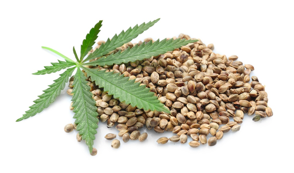 Die Rolle von Cannabis Samen in der nachhaltigen Landwirtschaft