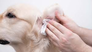 Ruff Recovery: Rehabilitation und Physiotherapie für Hunde
