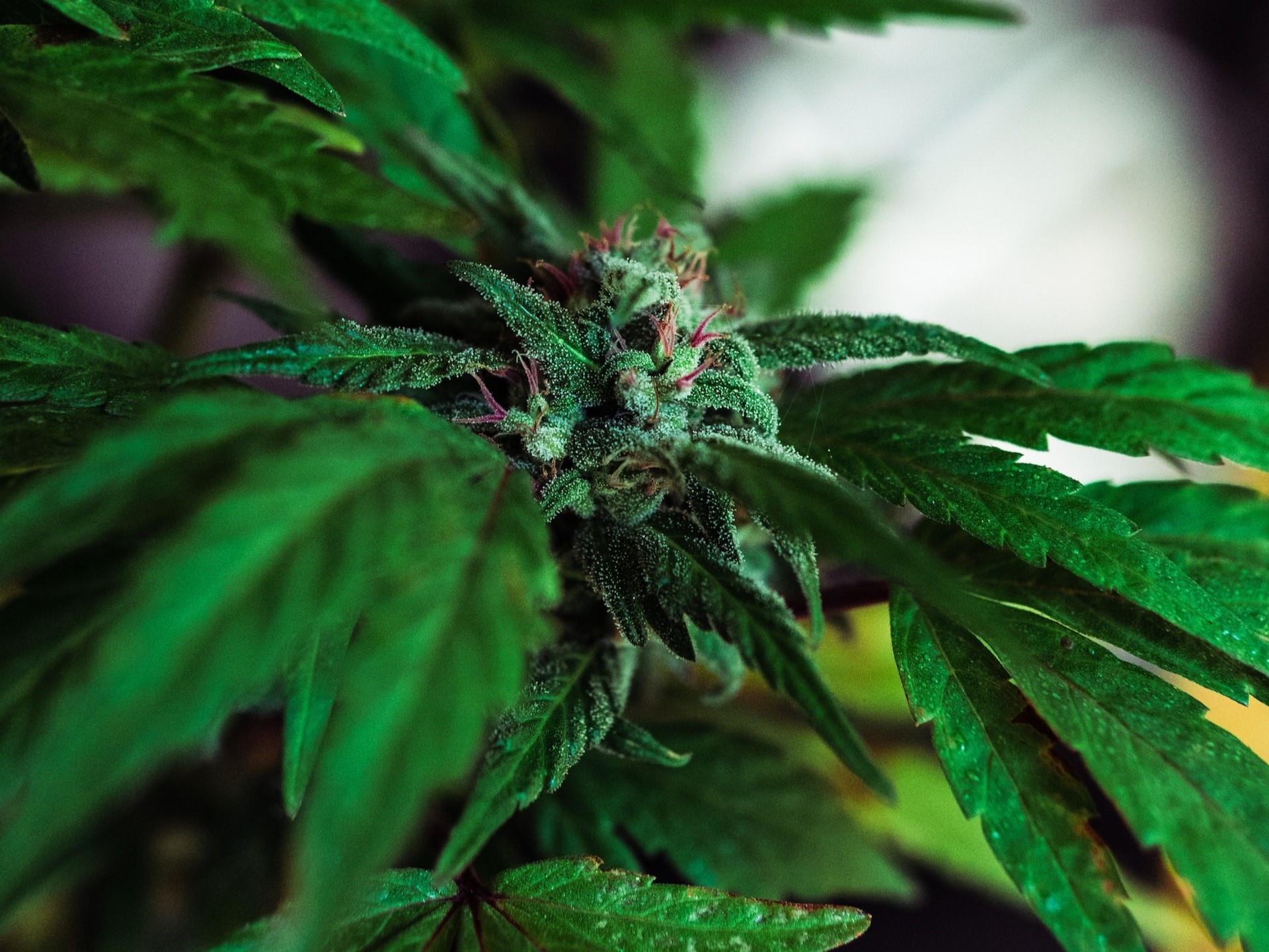 Ist CBD in Deutschland legal? Alles, was du wissen musst