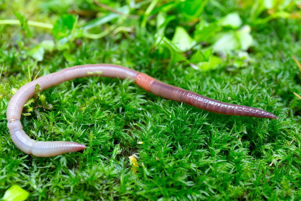 Bringen Sie Ihren Garten zum Wachsen: Kaufen Sie noch heute Regenwürmer online!