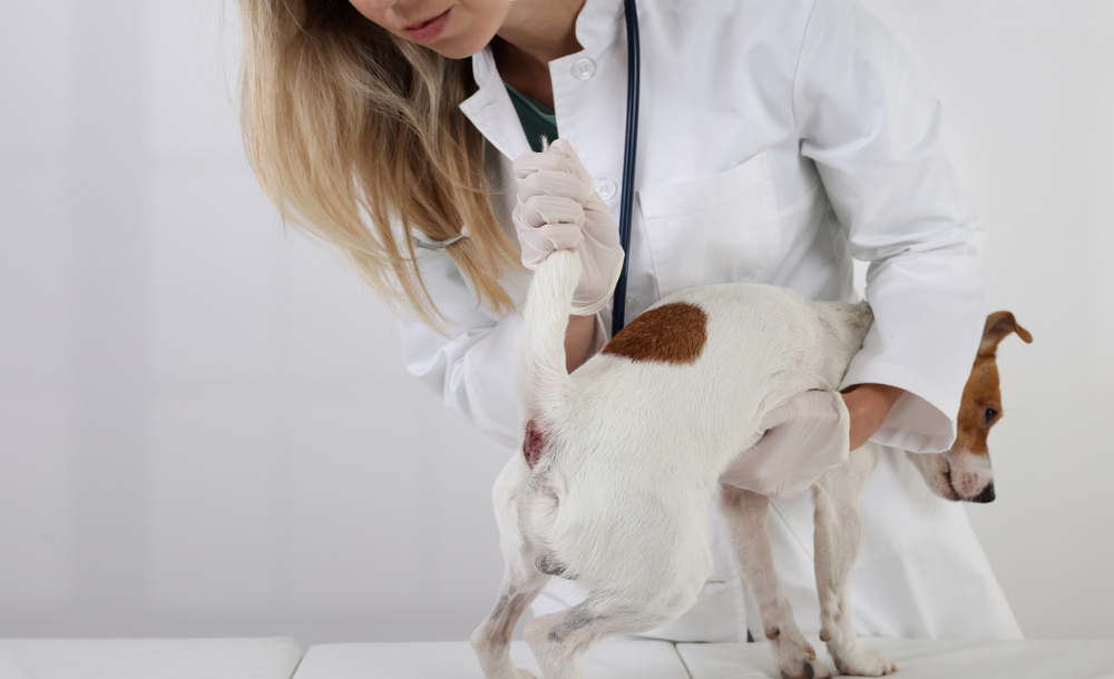Analdrüsenverstopfung bei Hunden: Was Sie wissen müssen