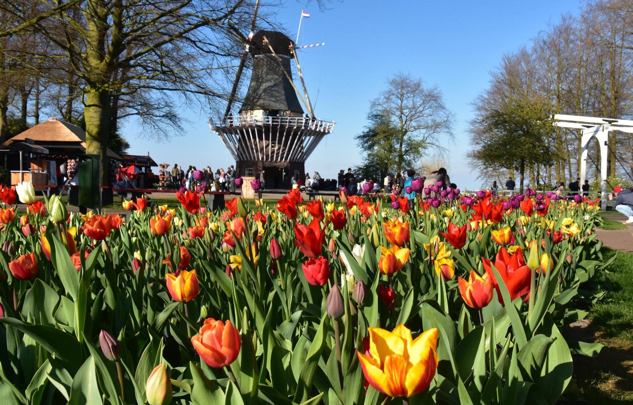 Vom Samen zum Zufluchtsort: Bauen Sie Ihr Gartenparadies