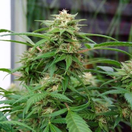 Warum Rhino Cannabis Samen die besten sind
